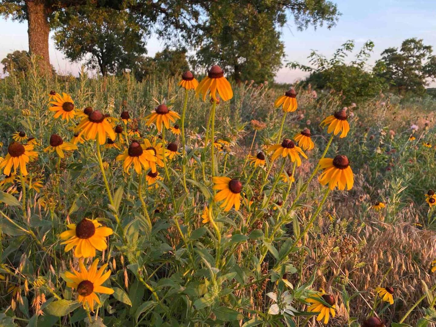Nature Retreateclectic Country Boho Farmhouse Nocona Exteriér fotografie